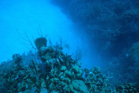 Marine Coral Life